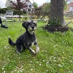 Henrita Im Elsass