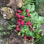 Henrita Im Elsass Bed & Breakfast