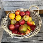 Henrita Im Elsass *