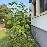 Henrita Im Elsass * Haguenau