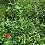 Henrita Im Elsass Bed & Breakfast Haguenau