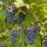 Henrita Im Elsass Bed & Breakfast