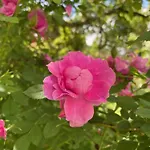 Henrita Im Elsass Bed & Breakfast *