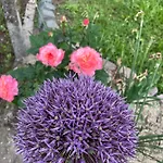 Henrita Im Elsass Bed & Breakfast Haguenau