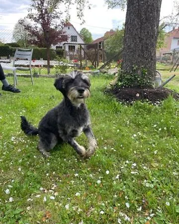 Henrita Im Elsass