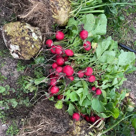 Henrita Im Elsass Nocleg ze śniadaniem