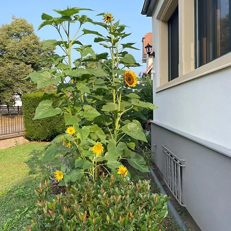 Henrita Im Elsass * Haguenau