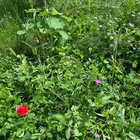Henrita Im Elsass Nocleg ze śniadaniem Haguenau
