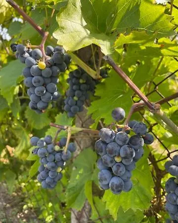 Henrita Im Elsass Nocleg ze śniadaniem