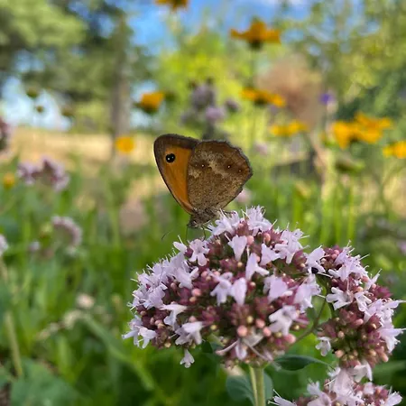 Henrita Im Elsass Panzió *
