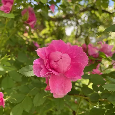 Henrita Im Elsass Panzió *