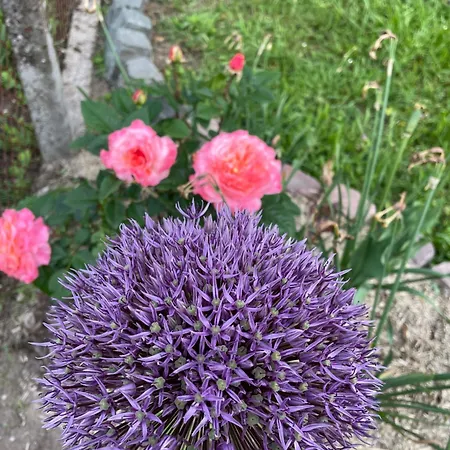 Henrita Im Elsass Panzió Haguenau